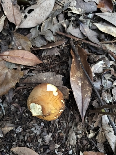 Calvatia craniiformis