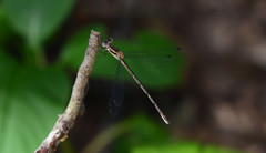 Lestes australis