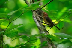 Ramphocaenus melanurus