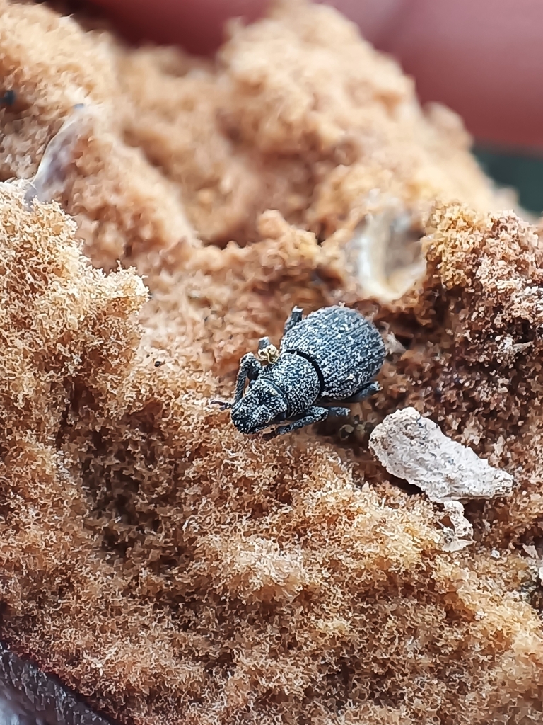 Strophosoma cristatum