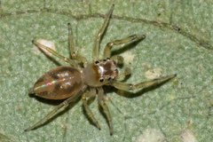 Noegus