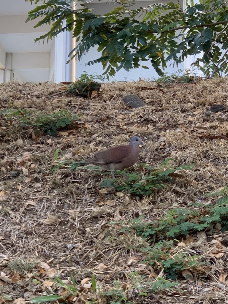 Madagascar Turtle-dove