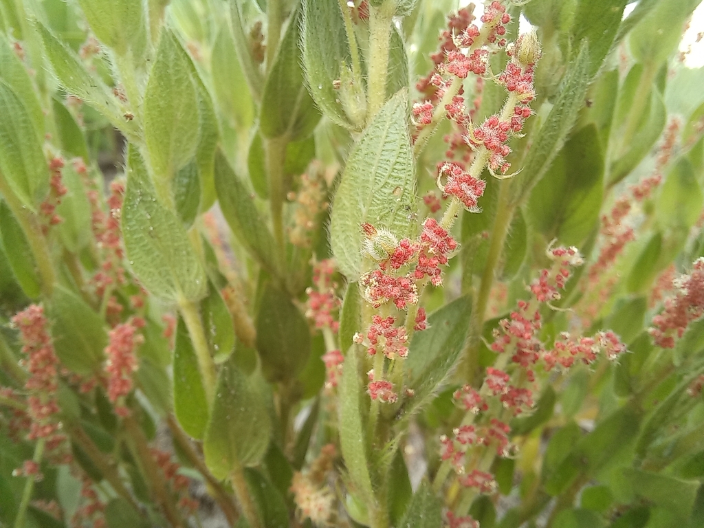 Acalypha clutioides Radcl.-Sm. 4