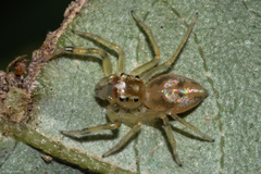Noegus