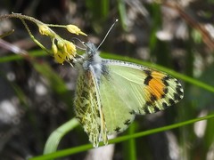 Anthocharis julia sulfuris