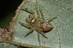 Noegus