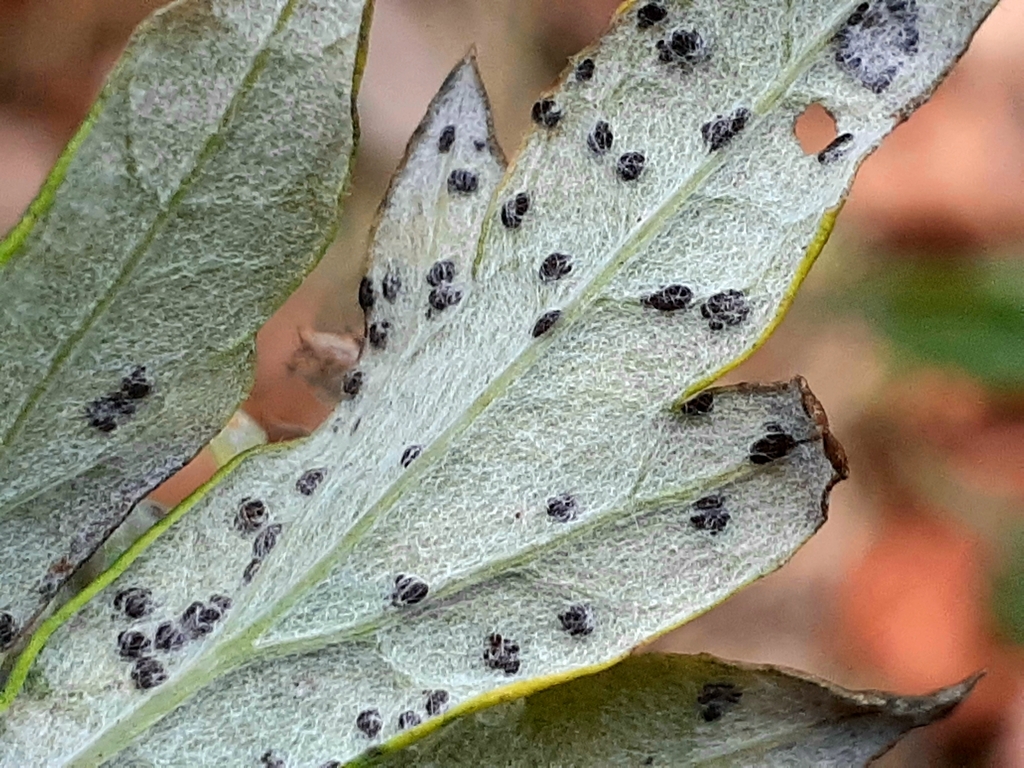 Puccinia artemisiella