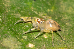 Noegus