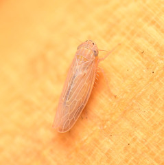 Deltocephalini