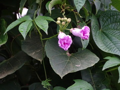 Ipomoea mauritiana