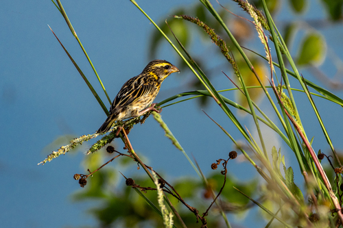 Streaked Weaver (Ploceus manyar), photo 9