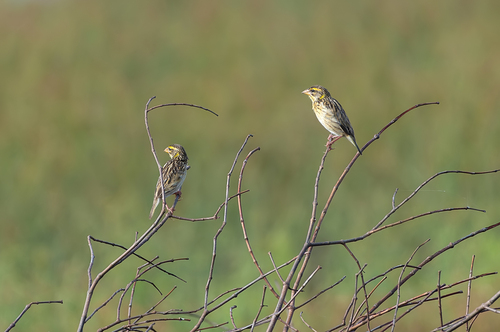 Streaked Weaver (Ploceus manyar), photo 10