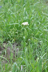 Senecio integerrimus ochroleucus