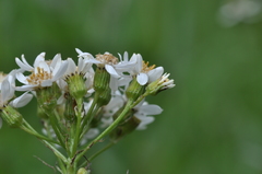 Senecio integerrimus ochroleucus
