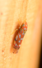 Erythroneura rubra