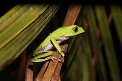 White-Lined Leaf Frog photo 3