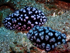Phyllidiella pustulosa