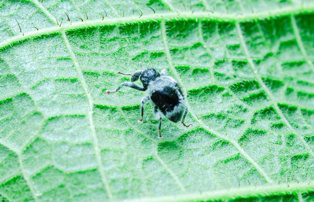 Demimaea luctuosa
