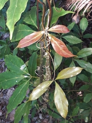 Cissus sterculiifolia