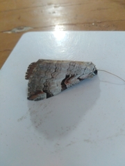 Aplocera praeformata