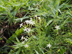 Silene fissipetala