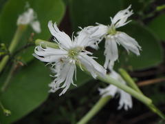 Silene fissipetala