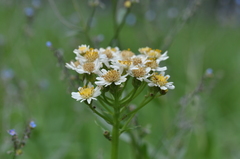 Senecio integerrimus ochroleucus