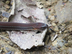 Urotheca lateristriga