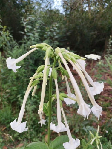 Image of Nicotiana sylvestris by no rights reserved