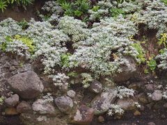 Crossostephium chinense