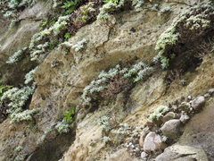 Crossostephium chinense