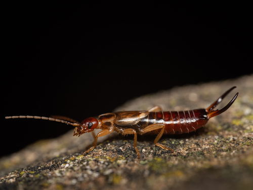 Western Earwig