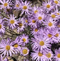 Erigeron argentatus