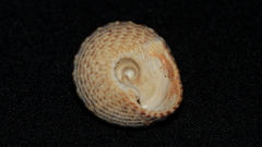 Clanculus limbatus