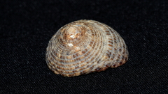 Clanculus limbatus