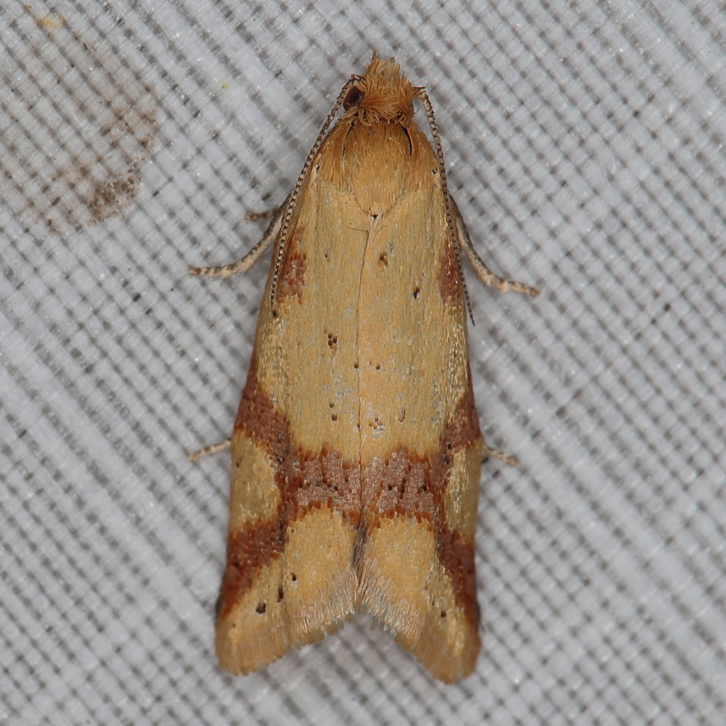 Hectaphelia