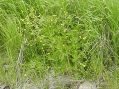 Ranunculus macounii