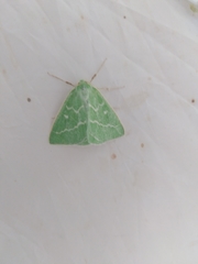 Thetidia smaragdaria