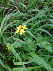 Senecio bombayensis