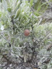 Rhopalomyia calvipomum