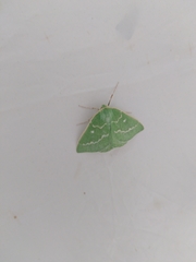 Thetidia smaragdaria