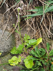 Raphanus sativus raphanistroides