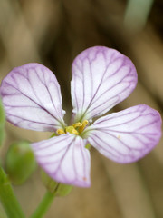 Raphanus sativus raphanistroides