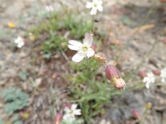 Silene douglasii
