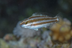 Ember Parrotfish photo 3