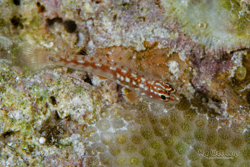 Red Sea Eviota — seen at this dive site