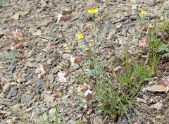 Silene douglasii