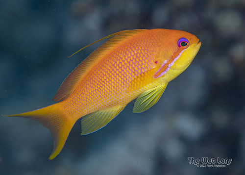 Lyretail Anthias