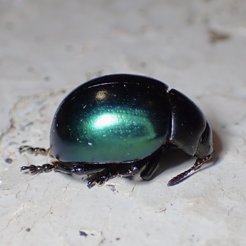 Haldeman's Green Potato Beetle photo 5