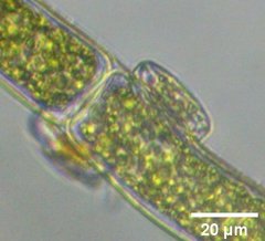 Cocconeis
